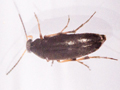 Anaspis garneysi